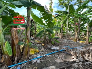 LINE_ALBUM_N07946. LD. 295 va นวมินทร์88 ต่อสัญญา_221202_0