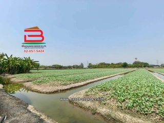 LINE_ALBUM_No.11691 LD.ซอยสวนผัก(100 ไร่) 3-2-55 ไร่(เอ๋)_260223_4