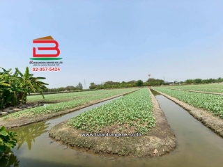 LINE_ALBUM_No.11691 LD.ซอยสวนผัก(100 ไร่) 3-2-55 ไร่(เอ๋)_260223_6