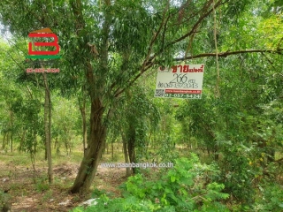 10885, ที่ดินเปล่า หมู่บ้าน ฟีนิกซ์ ปาร์ค ซอยไอยรา 28 เนื้อที่ 266 ตรว. ถนนไอยรา ตำบลคลองสอง อำเภอคลองหลวง จังหวัดปทุมธานี