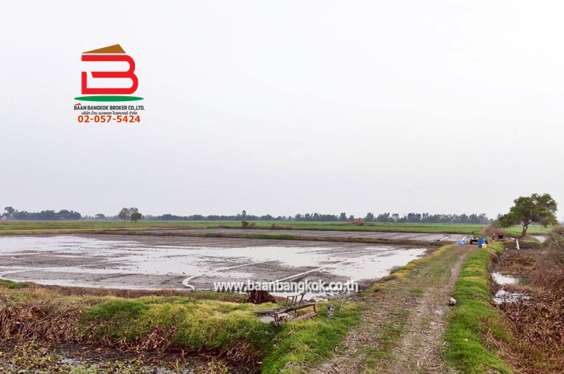 LINE_ALBUM_No. 011549 LD 25-1-56  ไร่ สุพรรณบุรี_260202_13