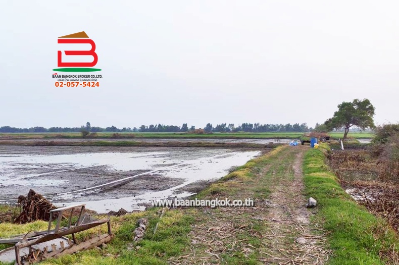 LINE_ALBUM_No. 011549 LD 25-1-56  ไร่ สุพรรณบุรี_260202_14