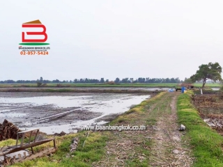 LINE_ALBUM_No. 011549 LD 25-1-56  ไร่ สุพรรณบุรี_260202_14