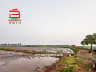 LINE_ALBUM_No. 011549 LD 25-1-56  ไร่ สุพรรณบุรี_260202_16