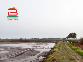 LINE_ALBUM_No. 011549 LD 25-1-56  ไร่ สุพรรณบุรี_260202_19