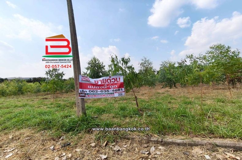 LINE_ALBUM_L.11735ที่ดิน5ไร่ค.3Lek_260407_24