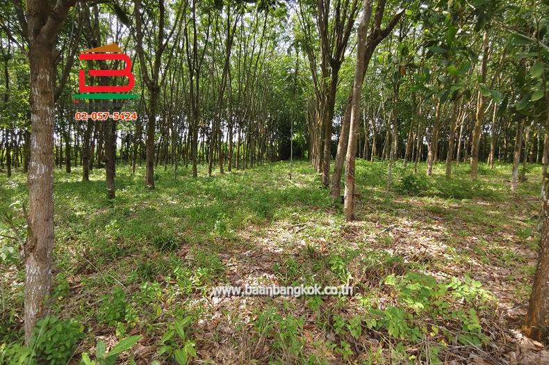 ที่ดินสวนยางพาราพร้อมกรีด เนื้อที่ 1 ไร่ ใกล้วังจันทร์วัลเลย์ ทางหลวงแผ่นดินหมายเลข 344 (บ้านบึง-แกลง) ตำบลพลงตาเอี่ยม อำเภอวังจันทร์ จังหวัดระยอง