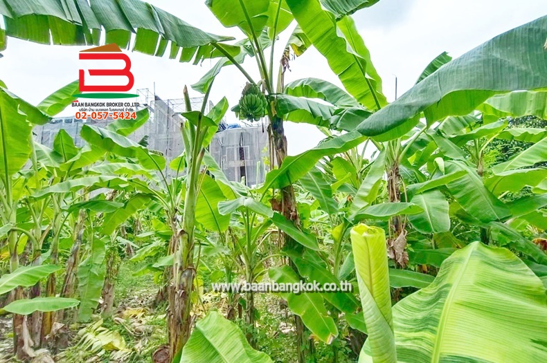 LINE_ALBUM_No.11157ที่ดินลาดพร้าว(ถมแล้ว)_251107_12