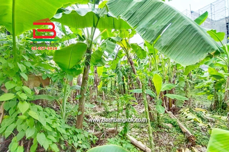 LINE_ALBUM_No.11157ที่ดินลาดพร้าว(ถมแล้ว)_251107_13