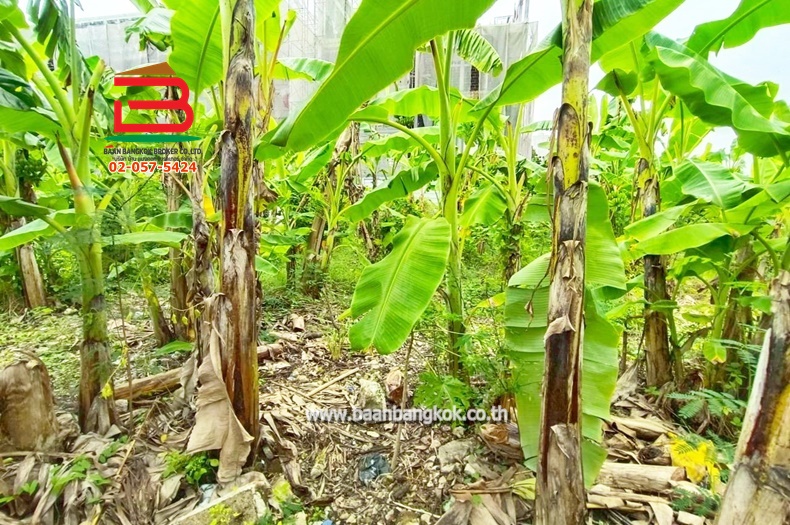 LINE_ALBUM_No.11157ที่ดินลาดพร้าว(ถมแล้ว)_251107_14