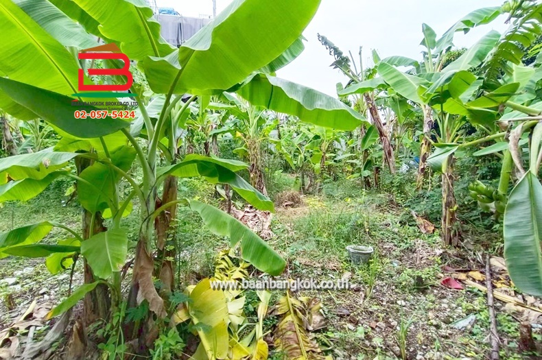 LINE_ALBUM_No.11157ที่ดินลาดพร้าว(ถมแล้ว)_251107_15