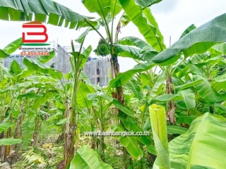 LINE_ALBUM_No.11157ที่ดินลาดพร้าว(ถมแล้ว)_251107_12