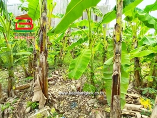 LINE_ALBUM_No.11157ที่ดินลาดพร้าว(ถมแล้ว)_251107_14